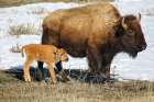 Yellowstone NP, Wyoming, Lamar Valley, USA. Spring, baby bison and mother on grassy field with snow Art Print